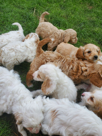 Cavapoo poo's