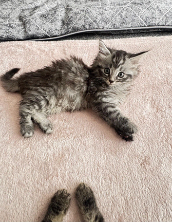 Kittens British longhair and An American Shorthair