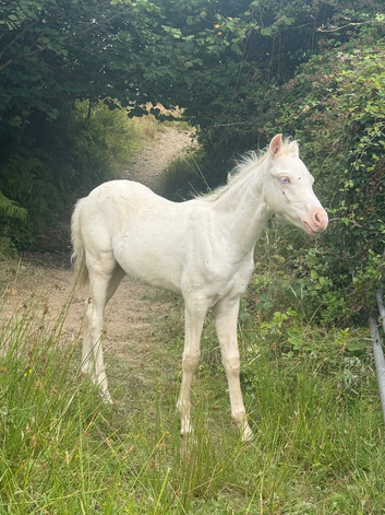 Cremello section B colt foal