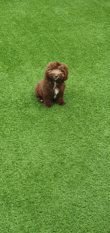 Cockapoo puppy  for sale