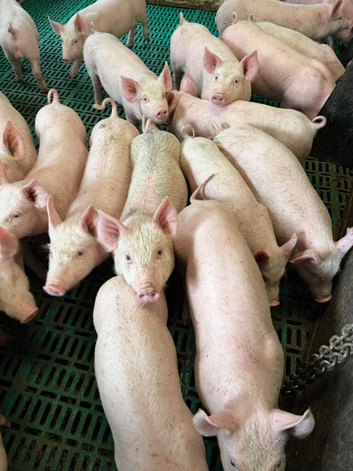 piglets For sale