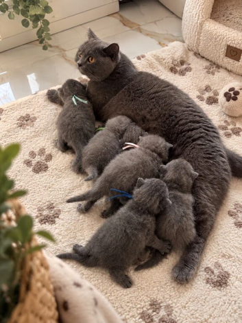READY NOW British Shorthair Female BEAUTIFUL