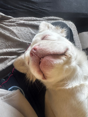 Longhair white frenchie