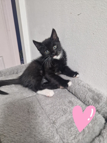 BEAUTIFUL KITTENS