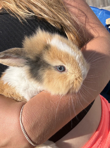 Lionhead X minilop bunnies