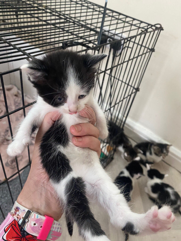 kittens 6weeks old