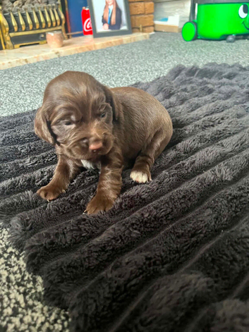 6 beautiful cocker spaniel puppies for sale