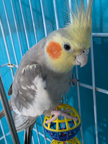 Cockatiel bird