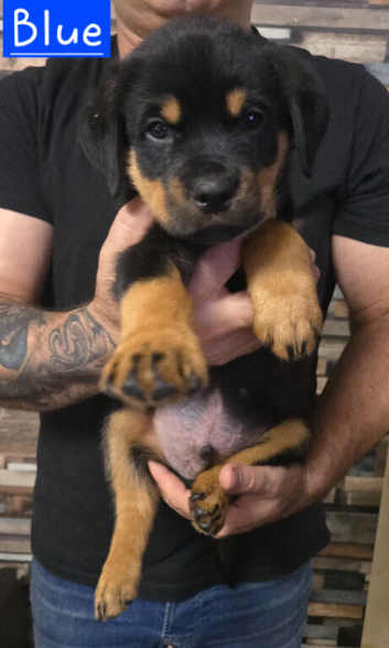 STUNNING LARGE ROTTWEILER PUPPIES - 2 BOYS AVAILABLE