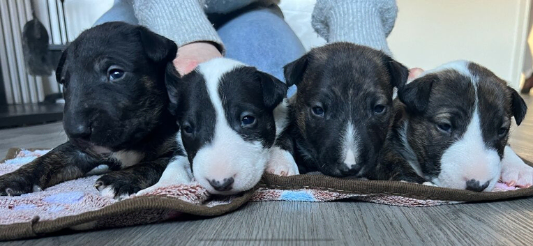English Bull Terrier