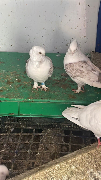 Lovely White Pigeon