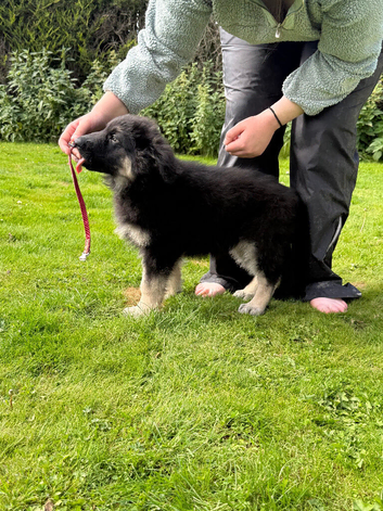 Reduced further to sell Ready now Stunning kc reg German shepherd pups