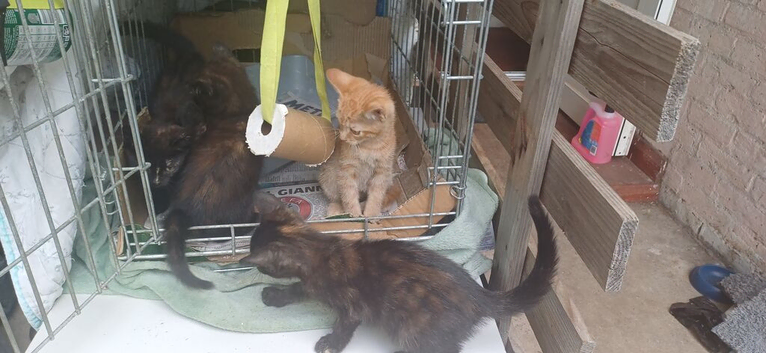 4 kittens &pound;70 each...rm3 Romford essex