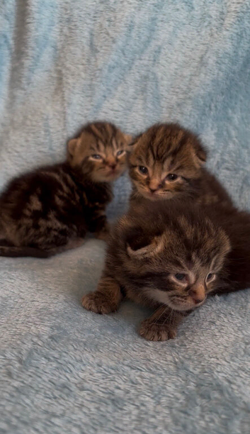 3 Beautiful Tabby Kittens & 1 Black Kitten Available (Ready in 3 Weeks)