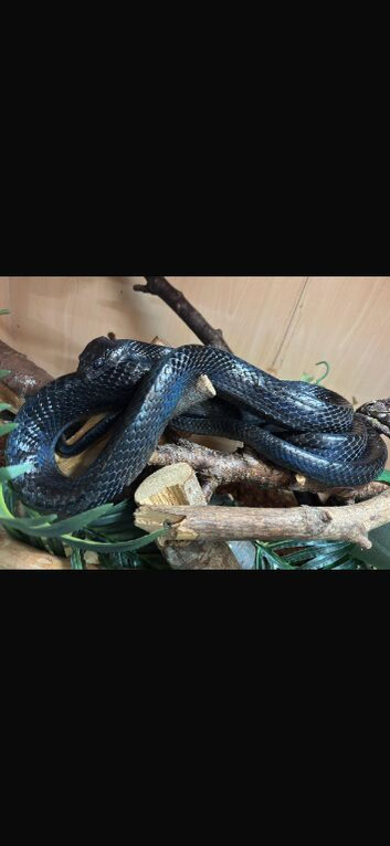 Boiga gemmicincta