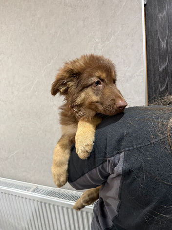 Kcreg liver and tan carrying Isabella German shepherd pup