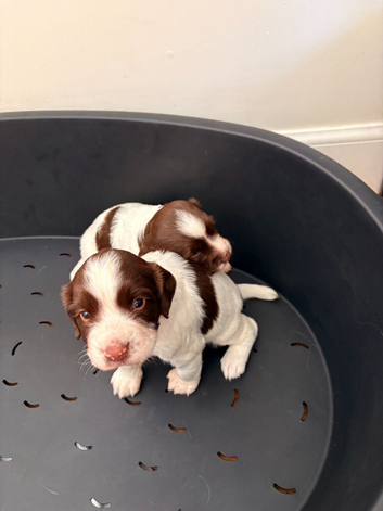 English springer spaniel puppies