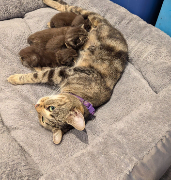 4 beautiful kittens