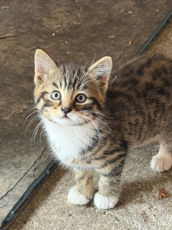 Male tabby kitten