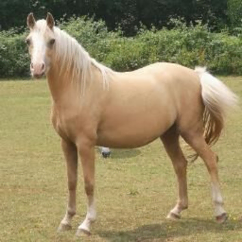 Welsh B mare