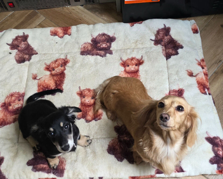 Ready now stunning black and cream longcoat Kc minature Dachshund