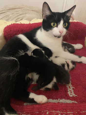 Beautiful litter of kittens