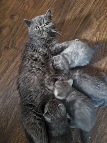 Beautiful Persian exotics