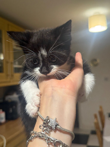 black and white boy looking for a forever home