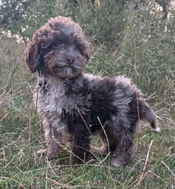 Chocolate merle cockapoo puppies