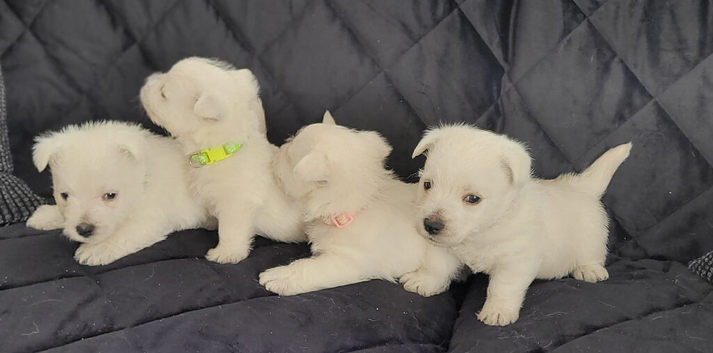 KC registered - Beautiful 2 girls and 2 boys