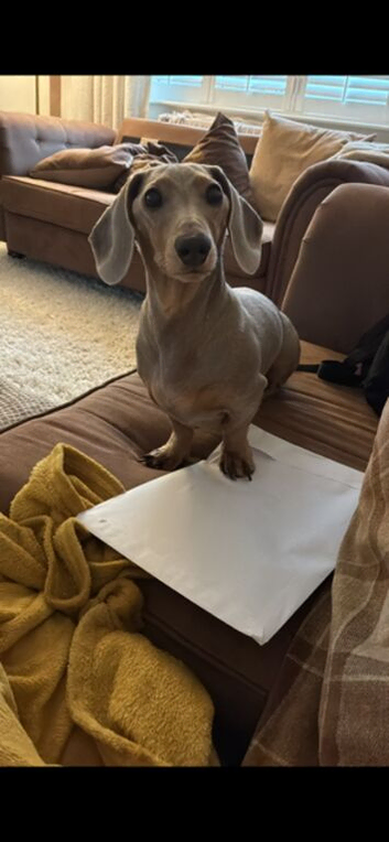 Male Dachshund 3 Years Old