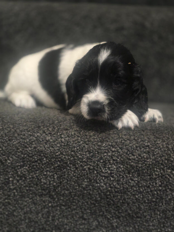 Cocker spaniel puppies*