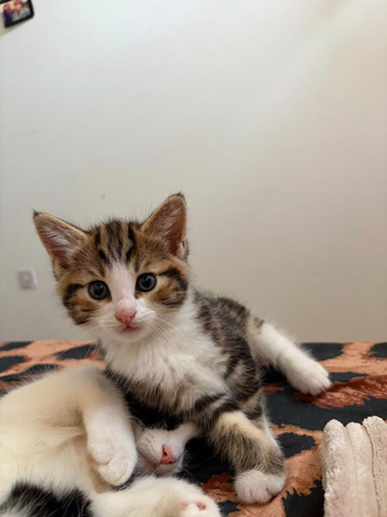 Just 1 beautiful kitten left for sale