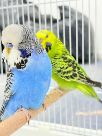 budgies pair& cage