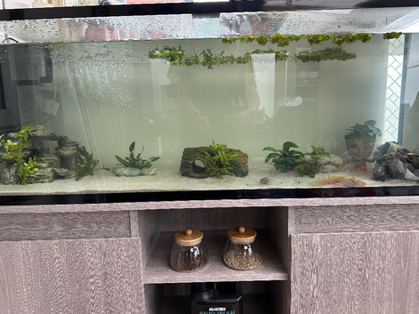 1x Male & 1x Female Axoltols with 182L Tank