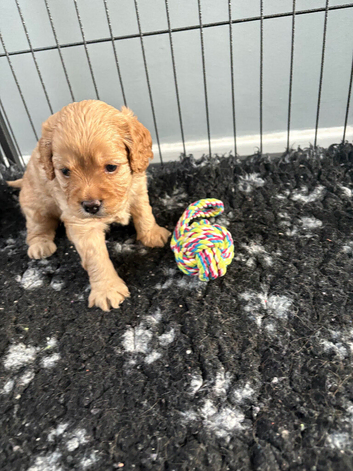 Cavapoo health tested parents
