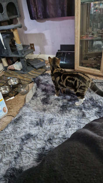 8 month old kitten
