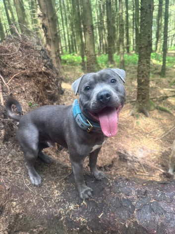 Blue Staffordshire bull terrier for stud
