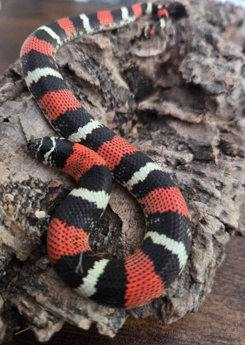 Tri Colour Hognose Snake