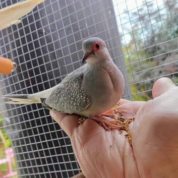 Diamond Doves