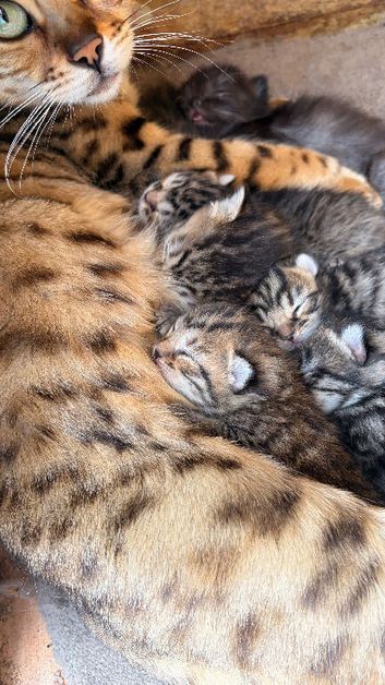 Bengal x kittens