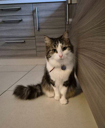 Main Coon Mix - Male
