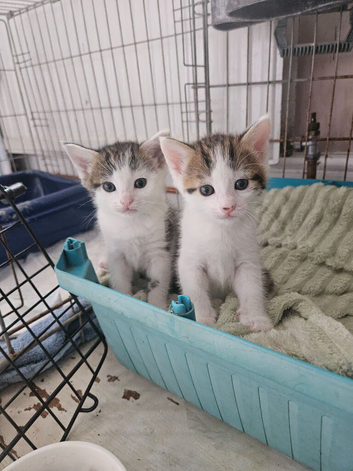 3 tabby and white kittens