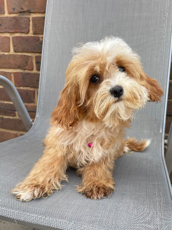 Beautiful cavapoo pups ready to leave