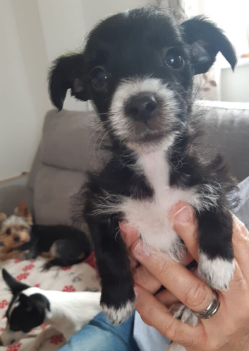 Stunning Miniature Yorkie Russell pups