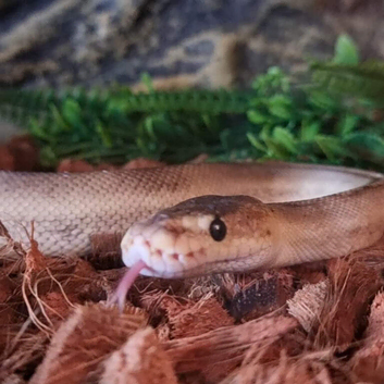Female Ball Python and Viv