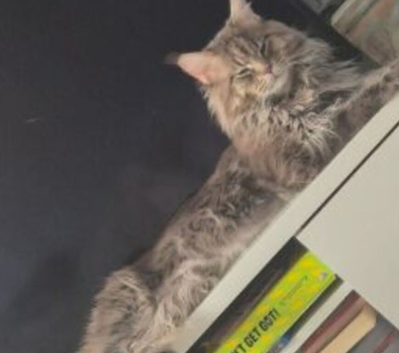 Main coon female
