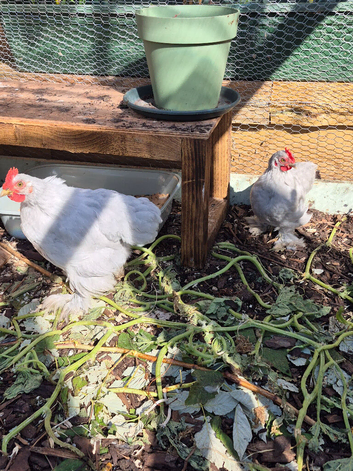 Lavender Pekin Bantams