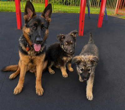 Two German shepherd puppies for sale