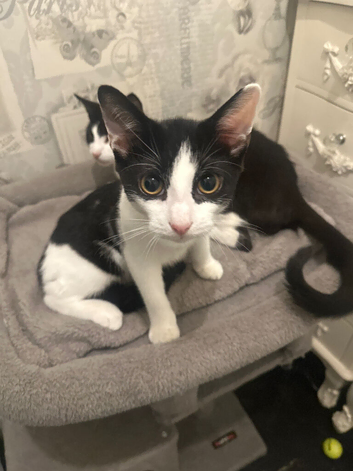Kitten 4 month old boy